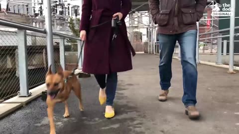 3 Legged Dog Makes This Brooklyn Couple's Family Complete | The Dodo City Pets