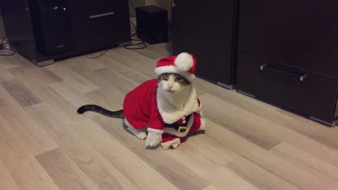 Cat in Santa outfit plays dead on command