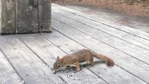 Squirrel eating the seeds near the river in Montreal-Canada