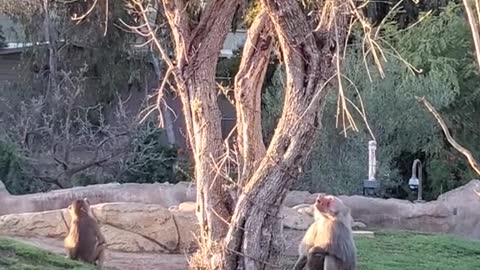 Baby Baboon Flies Through the Air!