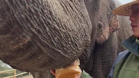 Record the life moments of elephants. Elephants eat bread. Wonderful animals.