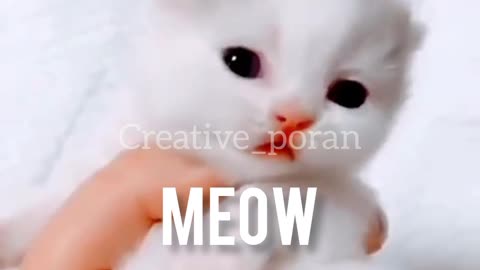 Cute Kitten meow sound | Kitten Cute Sound