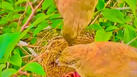 See how the bird saved its children from the attack of ants.