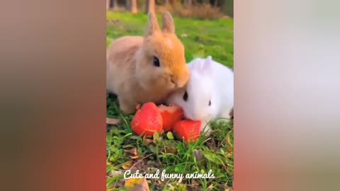 Cute and funny animals
