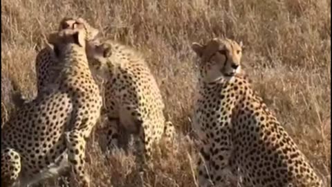 Leopard nice vedios clip#shortvedio#rumble vedio