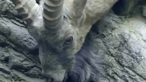 Ibex goats playing in the mountains 🐐 #PlanetEarth3