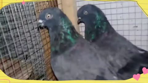 world beautiful pigeons / beautiful birds