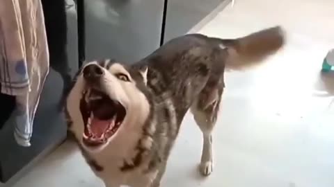 Husky funny video make you 😎smiles, cat, dog