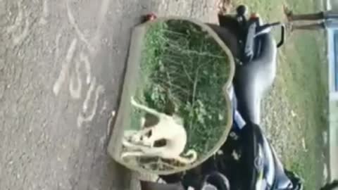 dog pranks with mirror, dog bargain,dog funny 😁
