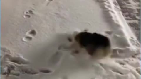 dog playing with snow