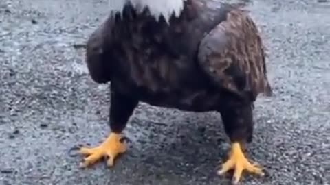 Coming face to face with a bald eagle.