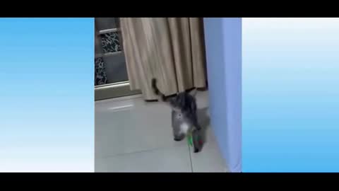 Cat Playing