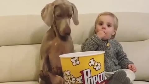 Puppy fights human for popcorn, looks funny