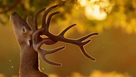 Red deer eat oak leaves and have their own way of living and nourishing