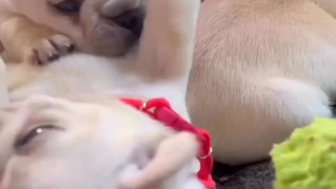 Puppy Nibbles