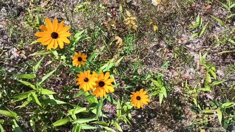 Black-eyed Susans