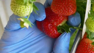 Harvesting Strawberry 🍓 #strawberry #harvest