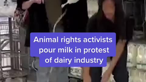 Animal rights activists pour milk in protest of dairy industry