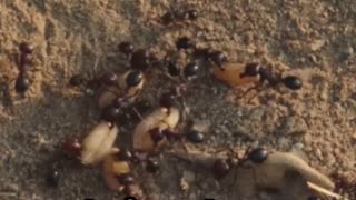 Bullet Ant's Bite: Tiny Warrior, Big Punch!