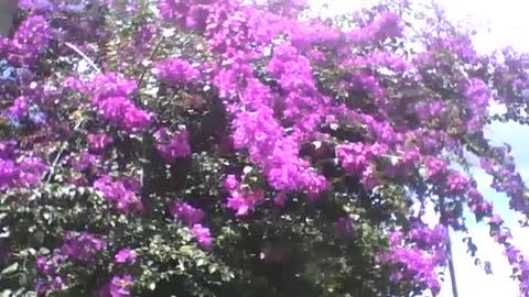 Lindas flores primavera roxa banhadas por um forte sol, no jardim botânico [Nature & Animals]