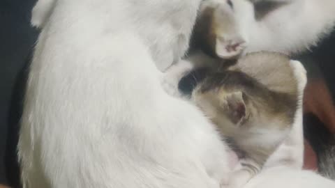 The Nice baby cat&mom