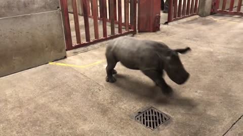 Rhino calf plays with zoo keeper