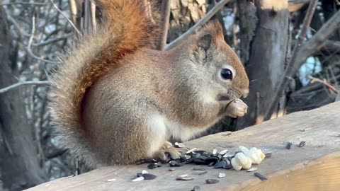 Red-Tailed Squirrel close up