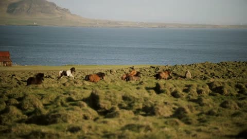 Beautiful view of North nature. The herd of wild icelandic horses running