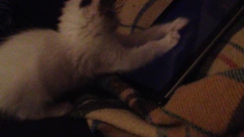 Little cat playing like a professional on his tablet