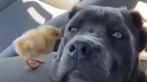 Dog playing with little chicken baby.