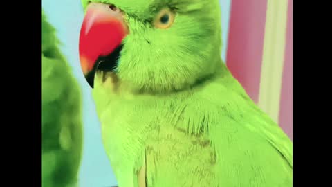 parrot talking । parrot whatsapp status video ।parrot comedy shorts #parrot #parroteating @parrote