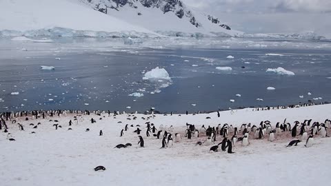 Gentoo Penguins on Danco Island, Antarctica