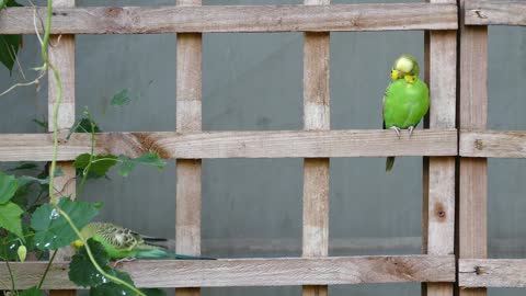 birds try cut leaf