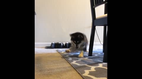 Husky puppy adorably plays with an ice cube