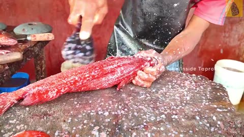 Tomato Hind Grouper Fish Cutting _ Fish Cutting Skills