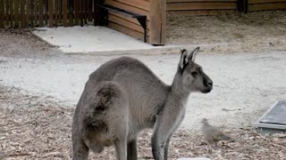 Kangaroo. The Kangaroo is the World's Largest Hopping Animal