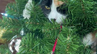 Cat Spies on Birds From Inside Christmas Tree
