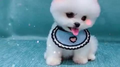 Mini Pomeranian, Funny and Cute Puppies, Puppies Videos, Tik Tok. #Shorts