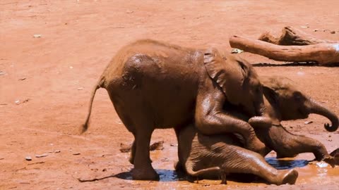 Funny video's animals "a pair of elephants playing in the mud"