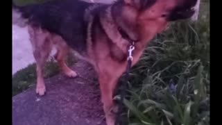 German shepherd listens to sirens!