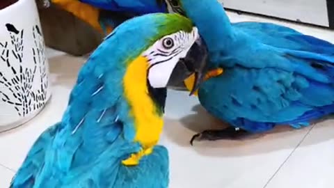 Talking Macaw | #macaws #talkingbirds #shaikhtanveer
