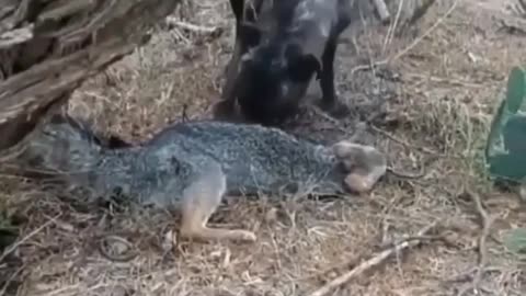 Gray fox escapes dog by playing dead