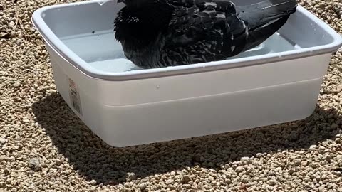 Bird taking a bath