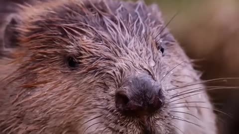 Beavers with unique dam building skills