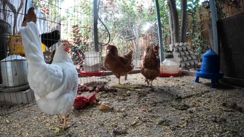 Backyard Chickens Eating Food Scraps Sounds Noises Hens Clucking Roosters Crowing!