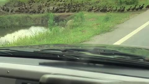 Ducks Form a Long Line to Cross Road