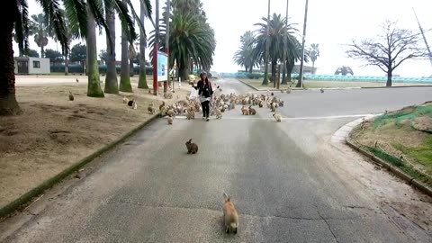 It's Always Bunny Rush Hour 😍🥰🤗