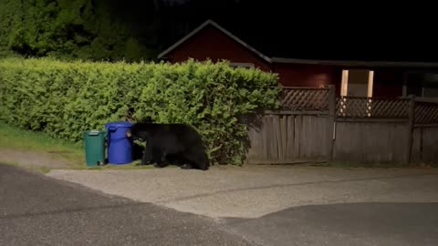 Bentley The Bear Gets Into Compost Bin