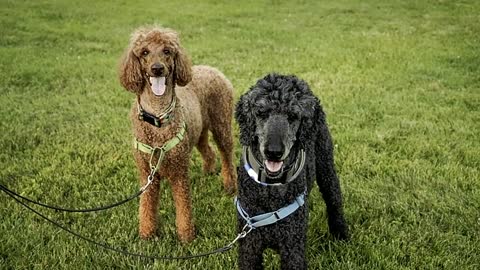 7 Reasons You Should NOT Get a Standard Poodle