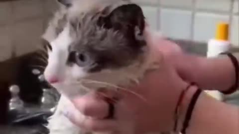Watch These Irritated Cats Get the Most Unusual Beauty Treatmen